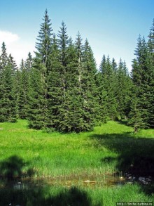 Чем живет черногорский горнолыжный курорт летом? Жабляк