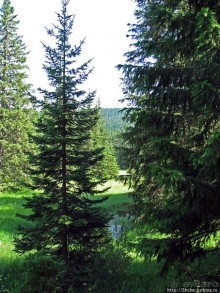 Чем живет черногорский горнолыжный курорт летом? Жабляк