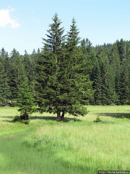 Чем живет черногорский горнолыжный курорт летом? Жабляк