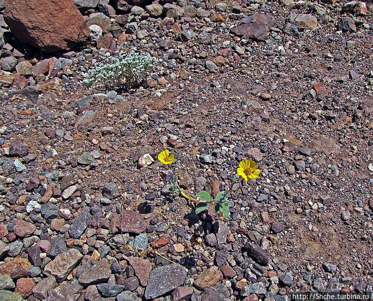 Долина Смерти. Natural Bridge Canyon — русло древней реки