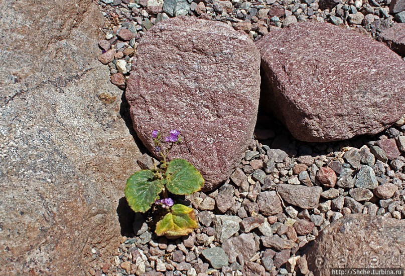 Долина Смерти. Natural Bridge Canyon — русло древней реки