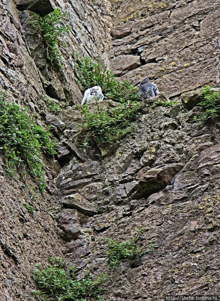 Rock of Cashel. Кэшел — самая легендарная скала Ирландии