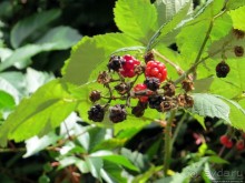 В Братиславу на денек