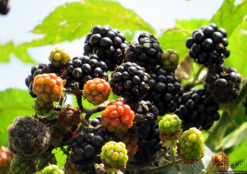 В Братиславу на денек