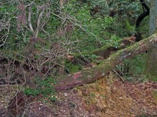 Альбом отзыва "Первобытный лес на горе Касуга в древней столице Японии Наре"