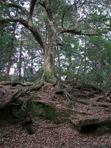 Первобытный лес на горе Касуга в древней столице Японии Наре