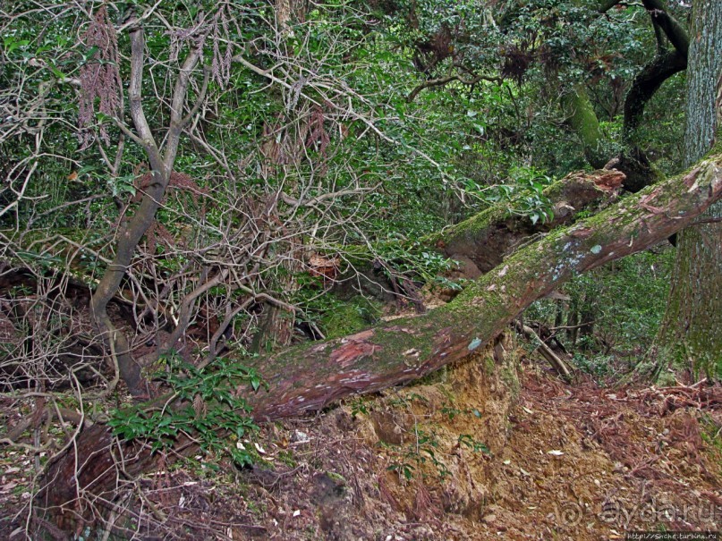 Первобытный лес на горе Касуга в древней столице Японии Наре