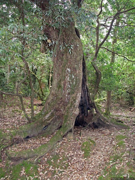 Первобытный лес на горе Касуга в древней столице Японии Наре
