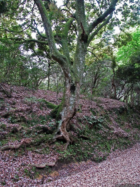 Первобытный лес на горе Касуга в древней столице Японии Наре