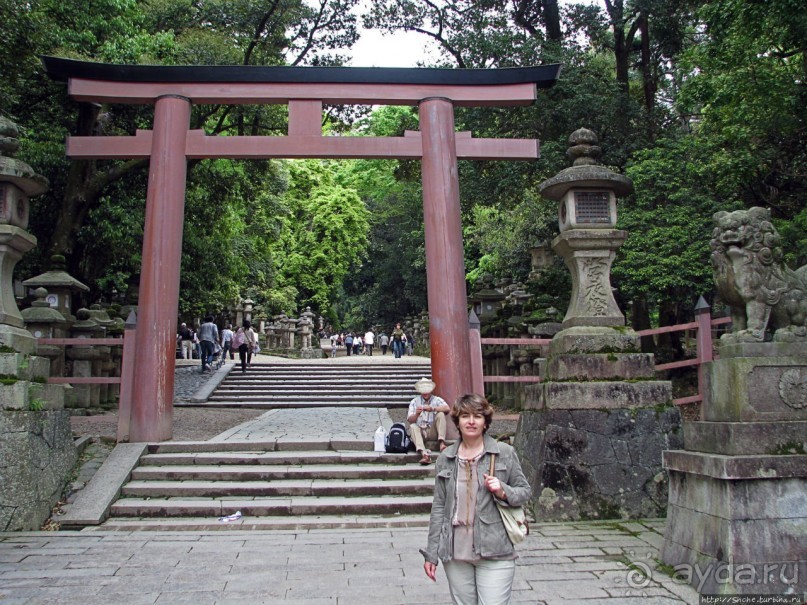 Первобытный лес на горе Касуга в древней столице Японии Наре