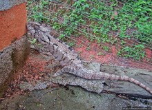 2012-му году дракона привет из Мадагаскара. Хамелеоны