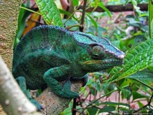 2012-му году дракона привет из Мадагаскара. Хамелеоны