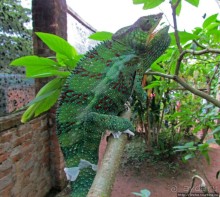 2012-му году дракона привет из Мадагаскара. Хамелеоны