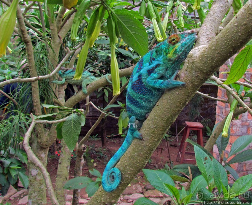 2012-му году дракона привет из Мадагаскара. Хамелеоны