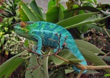 2012-му году дракона привет из Мадагаскара. Хамелеоны