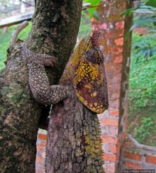 2012-му году дракона привет из Мадагаскара. Хамелеоны