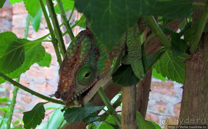 2012-му году дракона привет из Мадагаскара. Хамелеоны