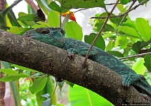 2012-му году дракона привет из Мадагаскара. Хамелеоны