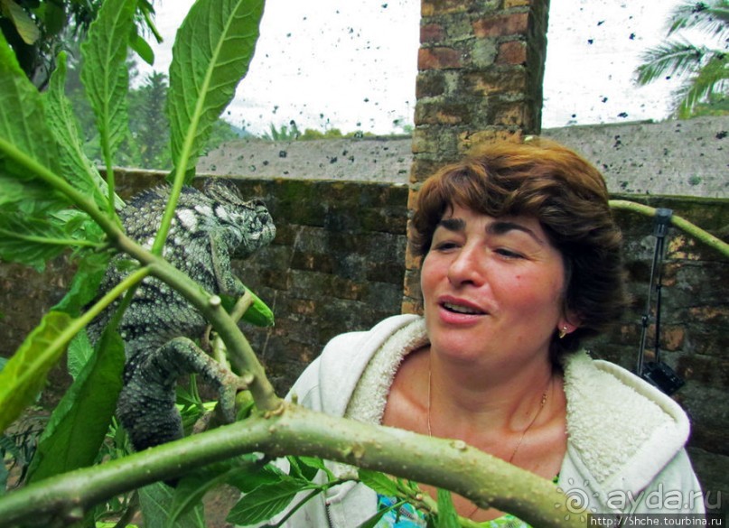 2012-му году дракона привет из Мадагаскара. Хамелеоны