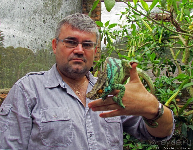 2012-му году дракона привет из Мадагаскара. Хамелеоны