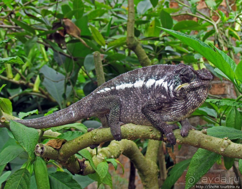 2012-му году дракона привет из Мадагаскара. Хамелеоны
