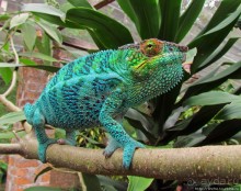 2012-му году дракона привет из Мадагаскара. Хамелеоны