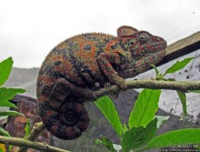 2012-му году дракона привет из Мадагаскара. Хамелеоны