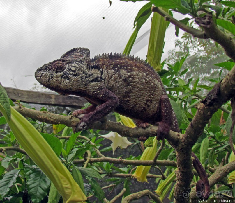 2012-му году дракона привет из Мадагаскара. Хамелеоны