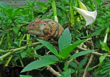 2012-му году дракона привет из Мадагаскара. Хамелеоны