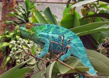2012-му году дракона привет из Мадагаскара. Хамелеоны