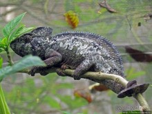 2012-му году дракона привет из Мадагаскара. Хамелеоны