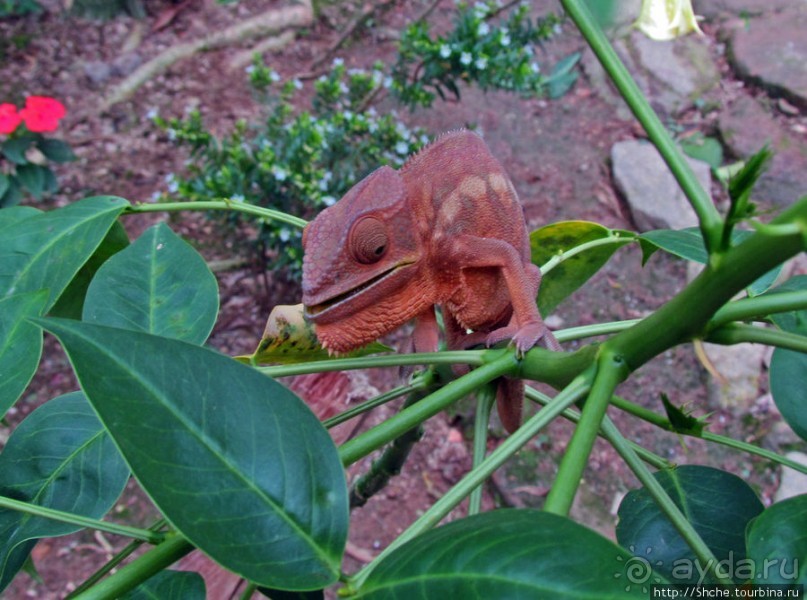 2012-му году дракона привет из Мадагаскара. Хамелеоны