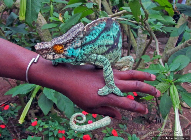 2012-му году дракона привет из Мадагаскара. Хамелеоны