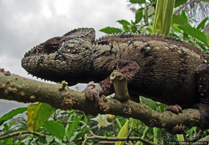 2012-му году дракона привет из Мадагаскара. Хамелеоны