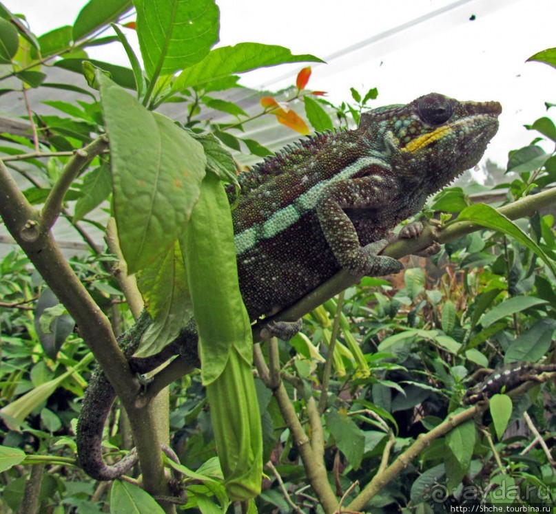 2012-му году дракона привет из Мадагаскара. Хамелеоны