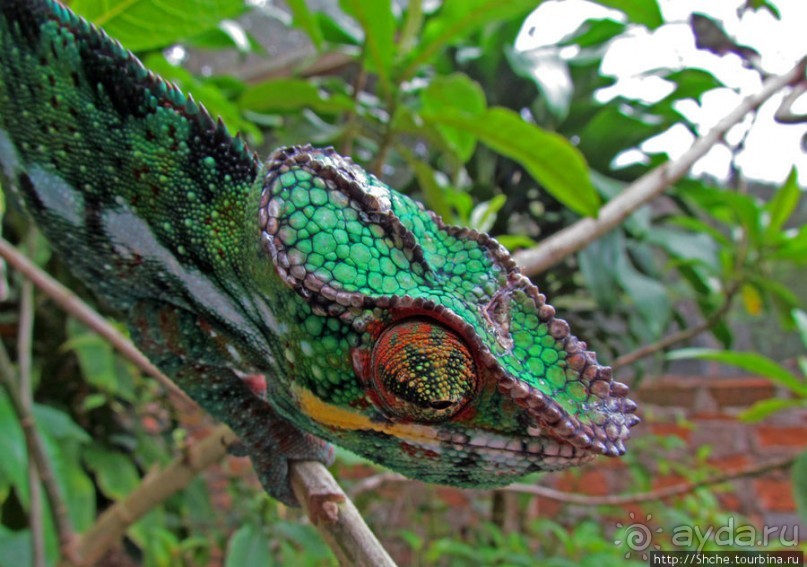 2012-му году дракона привет из Мадагаскара. Хамелеоны
