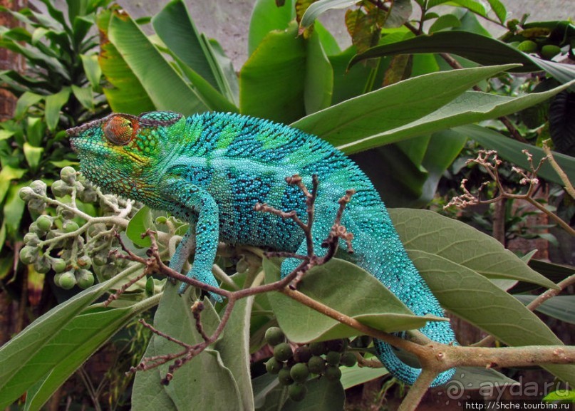 2012-му году дракона привет из Мадагаскара. Хамелеоны