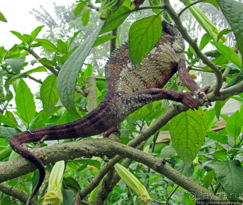 2012-му году дракона привет из Мадагаскара. Хамелеоны