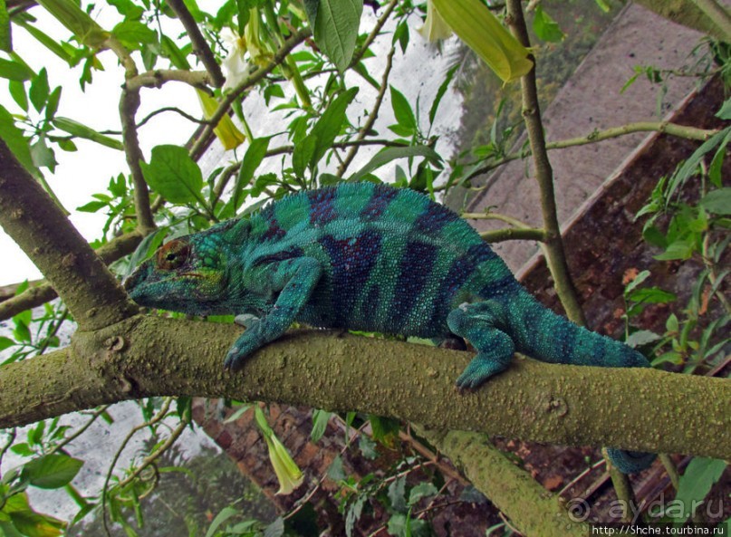 2012-му году дракона привет из Мадагаскара. Хамелеоны