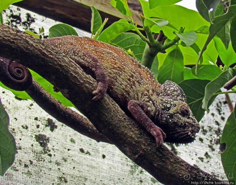 2012-му году дракона привет из Мадагаскара. Хамелеоны