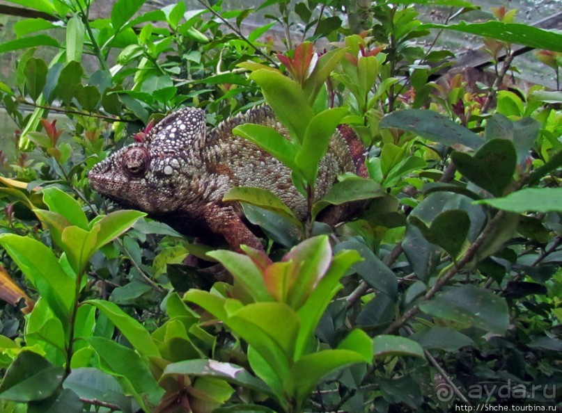 2012-му году дракона привет из Мадагаскара. Хамелеоны