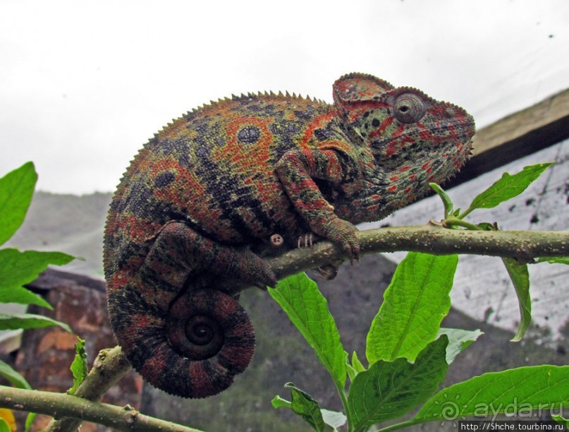 2012-му году дракона привет из Мадагаскара. Хамелеоны