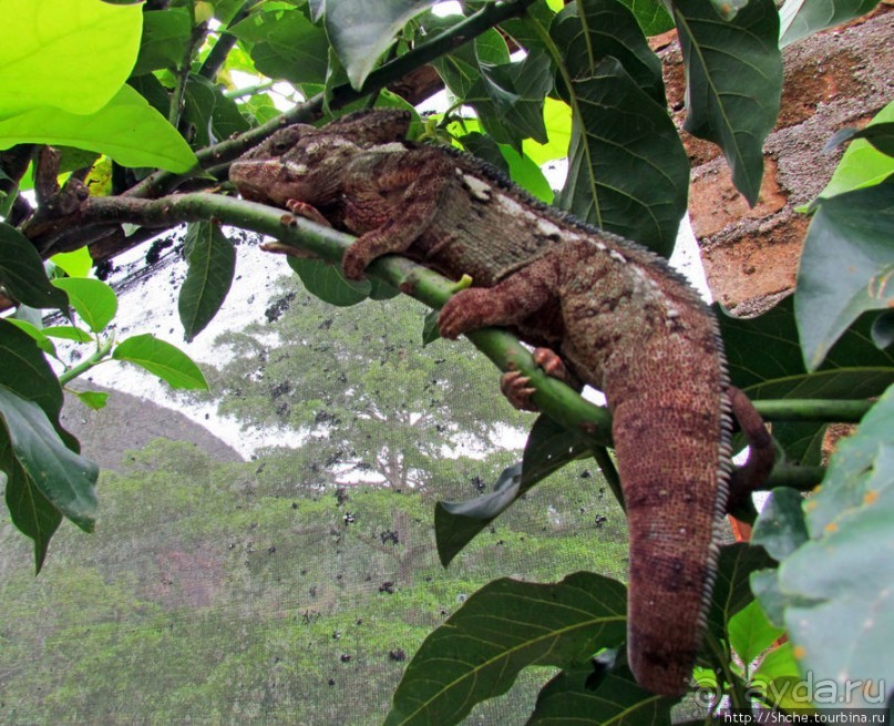 2012-му году дракона привет из Мадагаскара. Хамелеоны