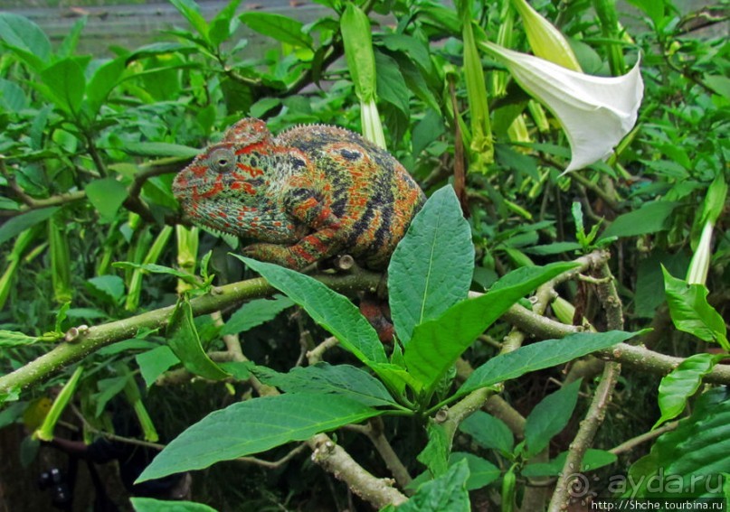 2012-му году дракона привет из Мадагаскара. Хамелеоны