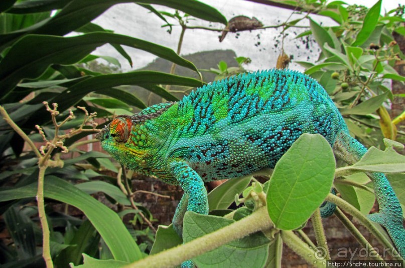 2012-му году дракона привет из Мадагаскара. Хамелеоны