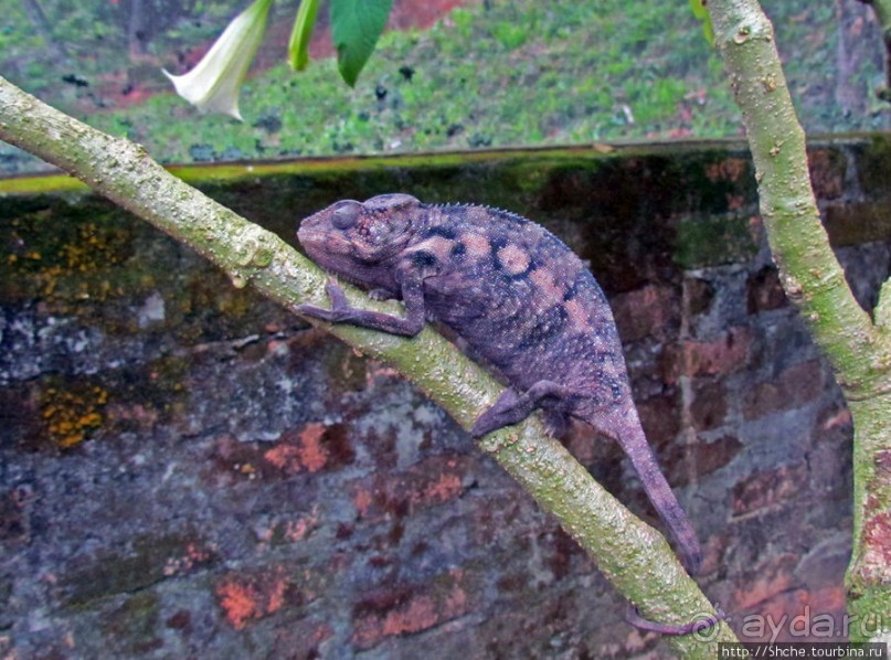 2012-му году дракона привет из Мадагаскара. Хамелеоны