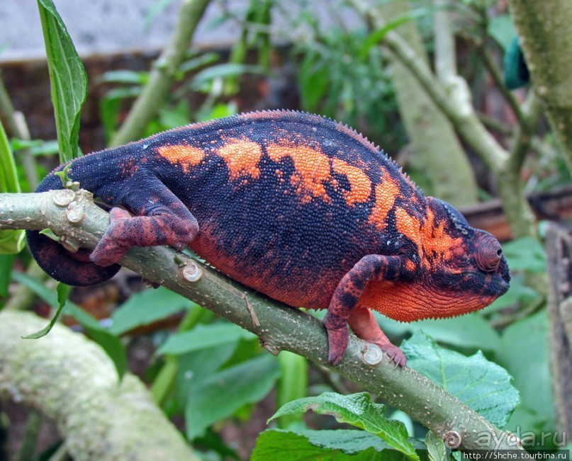 2012-му году дракона привет из Мадагаскара. Хамелеоны