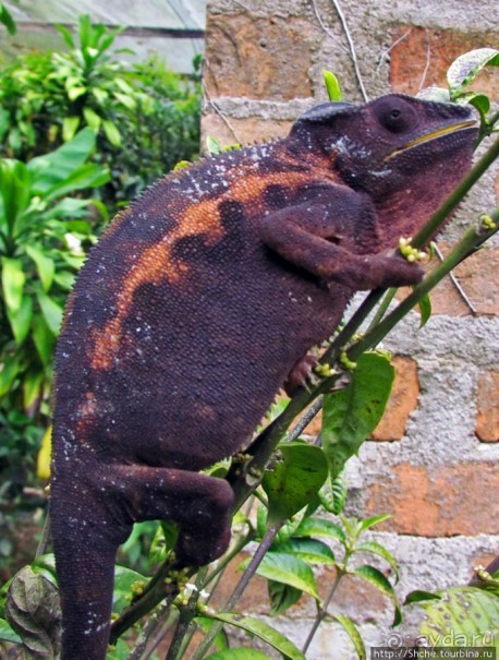 2012-му году дракона привет из Мадагаскара. Хамелеоны