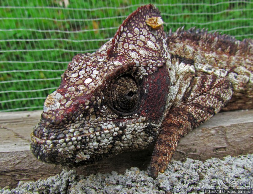 2012-му году дракона привет из <a href=/madagaskar/>Мадагаскара</a>. Хамелеоны