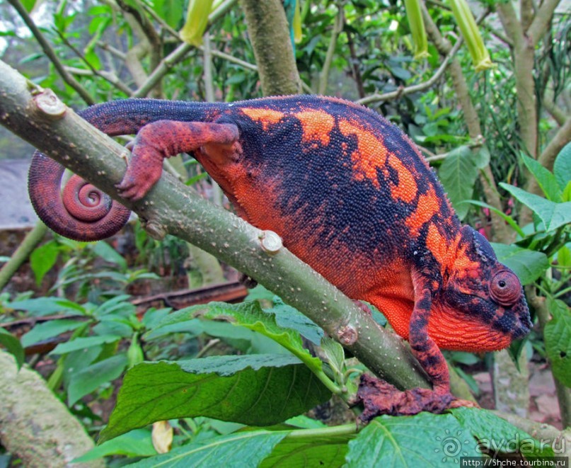2012-му году дракона привет из Мадагаскара. Хамелеоны
